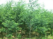 Zhongshan Bai Zhongshan Bai